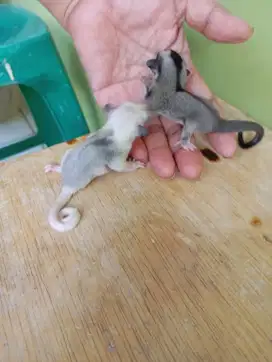 Sugar glider  Joey baru 3 minggu