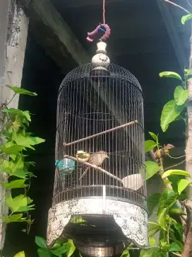Burung ciblek gunung