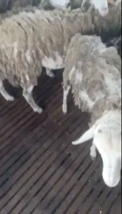 domba jantan cross texel 40kiloanUP 1 tahunan siap hewan qurban manteb