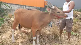 Sapi Qurban Jantan