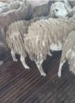 domba jantan cross texel 40 kiloan siap domba qurban terbaik 2025 puas