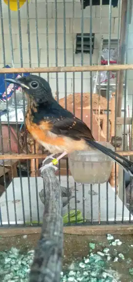 Murai batu medan