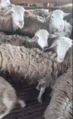 domba jantan 40-50kilo 1 tahunan cross texel siap qurban 2025 jamin ok