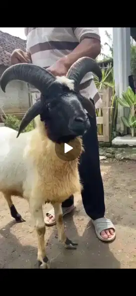 Kambing atau domba tanduk 4 LANGKA