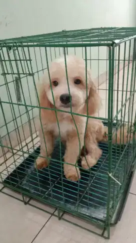 Anjing maltipoo jenis jantan