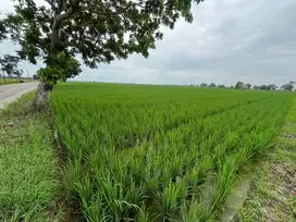 Sawah produktif dekat dengan Jalan mobil dan saluran air. Luas 3,200M2