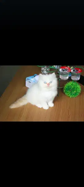 kucing kitten anakan anggora persia ragdoll himalaya british scottish