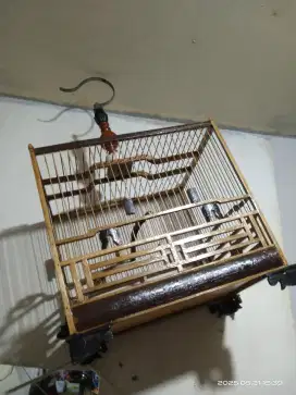 Kandang cungko n kandang murai