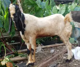 KAMBING/DOMBA/SAPI QURBAN TERMURAH