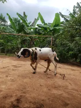 KAMBING/DOMBA/SAPI QURBAN TERMURAH