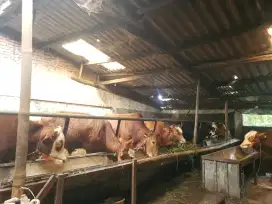 KAMBING/DOMBA/SAPI QURBAN TERMURAH