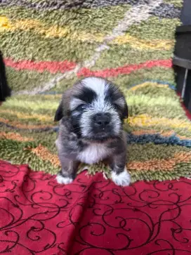 Puppy mini shintzhu mix pom