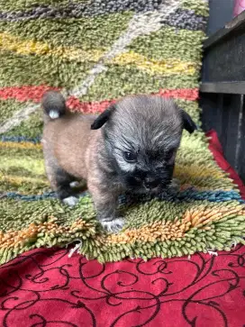 Puppy shintzhu mix pom betina