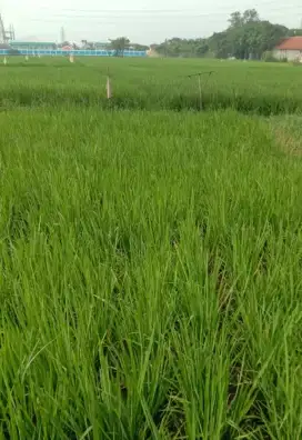 Dijual Tanah Sawah Produktif (NEGO)
