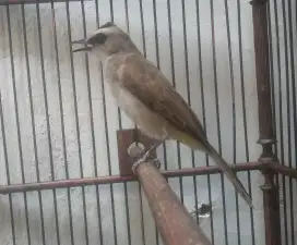 Burung trucukan Jatim jantan ropel, jinak