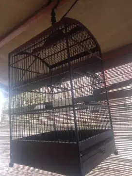 Jual aja burung dada coklat Bali