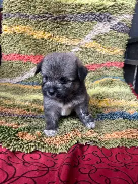 Puppy shintzhu mix pom jantan