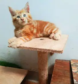 Kitten MaineCoon jantan Pure No mix. Induk Ped CFA Maine Coon