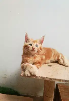Kitten MaineCoon jantan Pure No mix. Induk Ped CFA Maine Coon