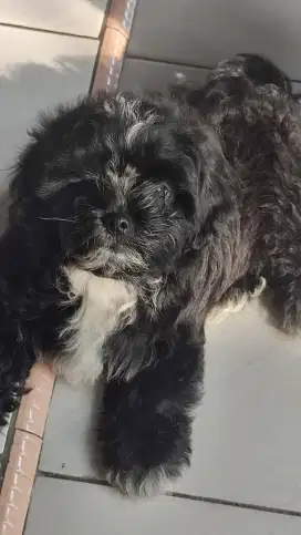 LOKASI BOGOR. Dijual anak anjing Shitzu x Poodle 2bulan