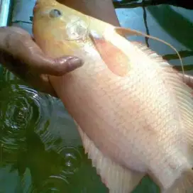 Ikan gurame Padang