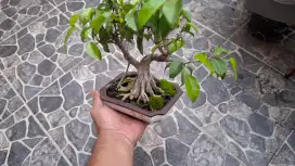 Bonsai ficus benjamina asli
