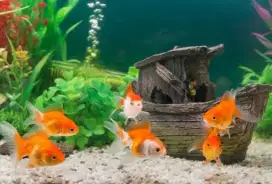 Ikan Koki Oranda