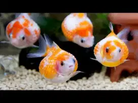 Ikan Koki Mutiara