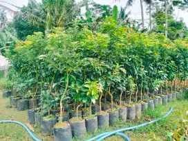 Bibit alpukat miki uk 100-150cm polybag 40*40