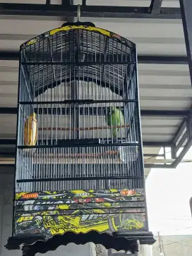 Jual cepat burung gacoran ful set