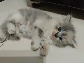 Kucing persia bulu lebat