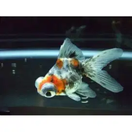 Ikan Koki Tekim