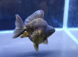Ikan Koki TamaSaba