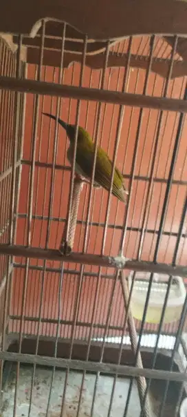 Burung pijantung gunung rawatan dan sudah gacor