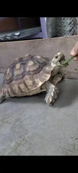 Kura kura darat jenis Sulcata