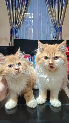 Open adopt kitten Peaknose
