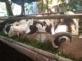 Jual kambing / domba qurban 1446 H / 2025