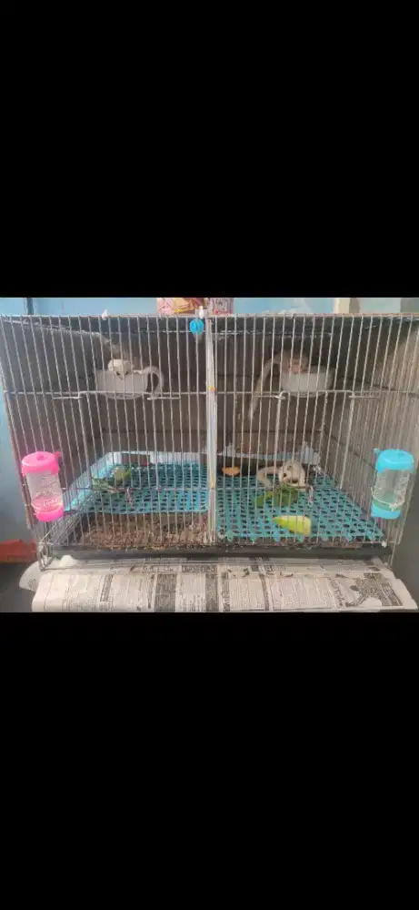 Pet Hotel Khusus Sugar Glider