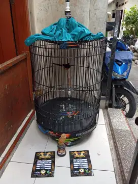 Murai medan prestasi