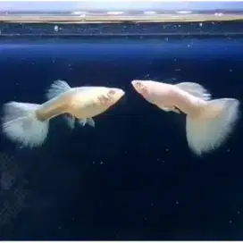 Ikan guppy afp (albino full platinum)