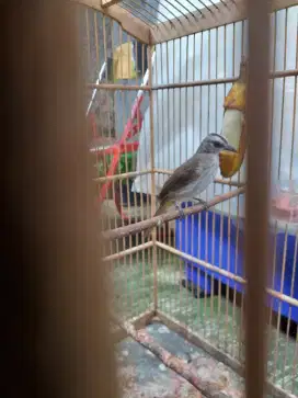 Burung trucuk plus kandang