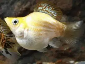 Ikan Molly Thailand