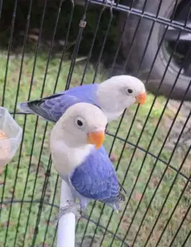 Lovebird B1ola Violet