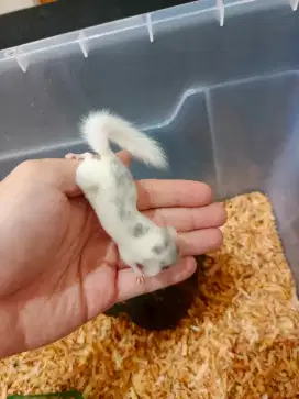 JUAL AFRICAN PYGMY DORMICE