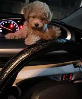 Anak Anjing Podell
