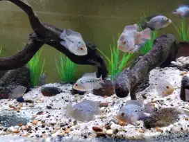 Ikan louhan GB x srd