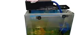 Aquarium UK.60 x 40 lengkap sudah sama gelembung udara