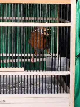 Wambie muda hutan jantan aman pur TT boleh