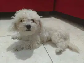 Dijual Poochon Poodle Bichon