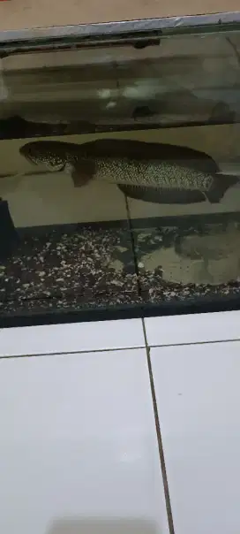 ikan channa asiatica